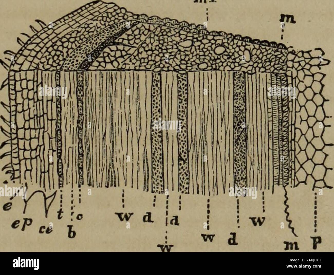 Botany of the Southern states . g it witha microscope, the student will find that they are placed on theexternal layer of the bark, between it and the epidermis, andthat it has no connection with the bark, much less with the wood. 40. Describe glandular hairs.—41. What are stings?—42. What areprickles?—43. What is scurf?—44. What are lenticels ? THE BARK. 25 Section 2.— The Bark. 45. The bark lies immediately beneath the epidermis. Itconsists of several layers. In the early state it is entirely cel-lular, and is exactly like the pith with which it is in contact;but by the production of vessels Stock Photo