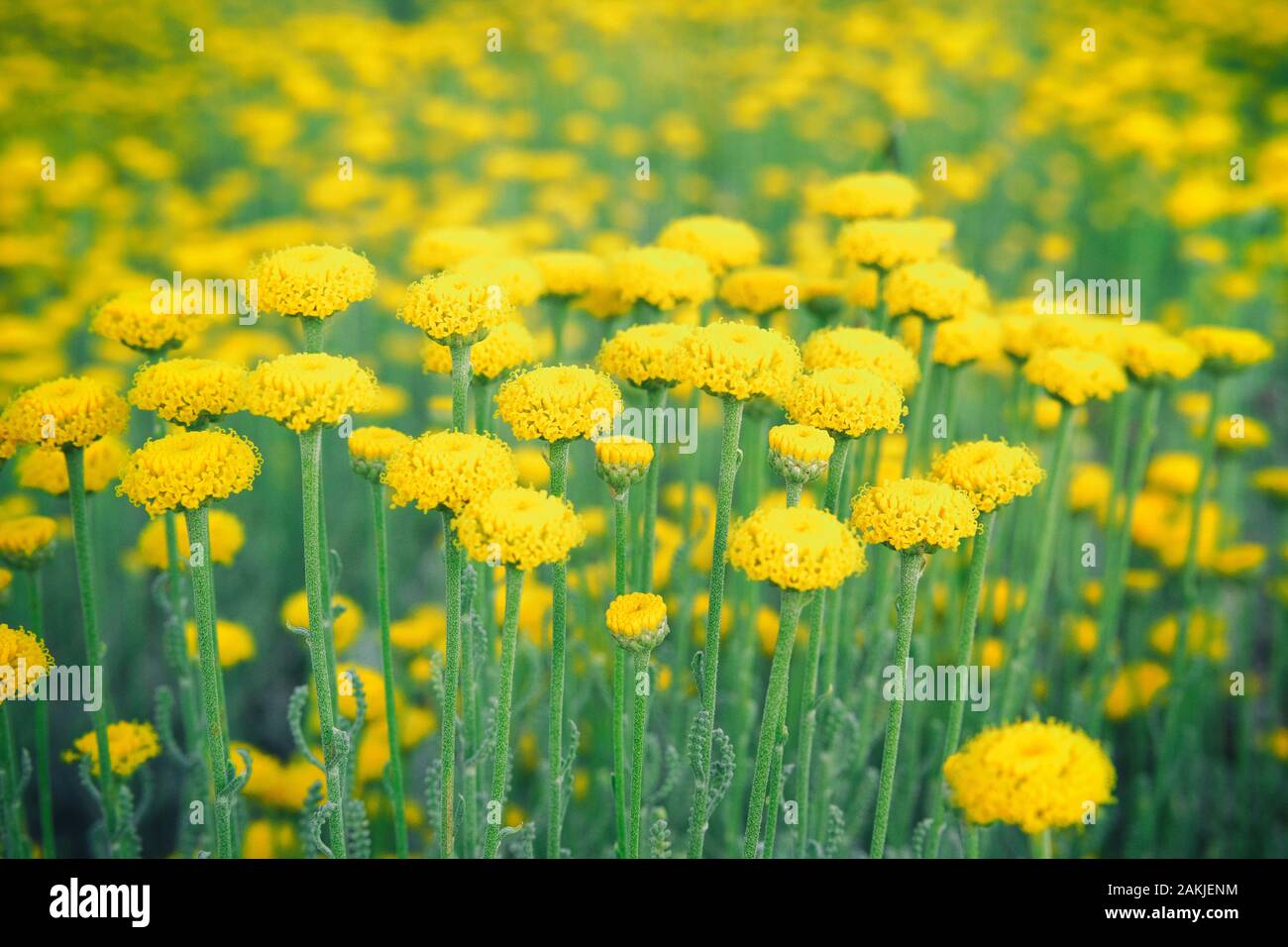 Helichrysum flowers on green nature blurred background. Yellow flowers is blooming. Medicinal herb therapy. Stock Photo