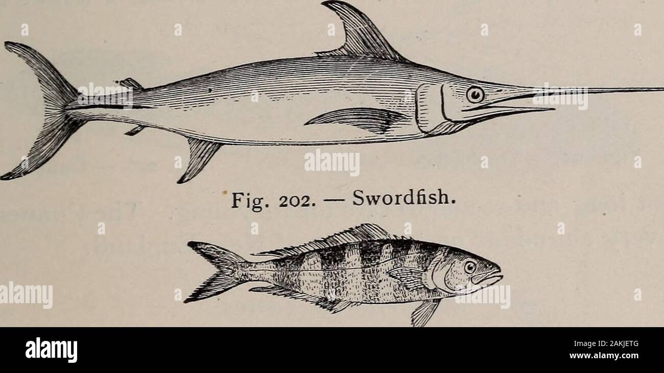 Natural history of animals; . Fig. 2or. — Mackerel.. Fig. 203. — Pilot