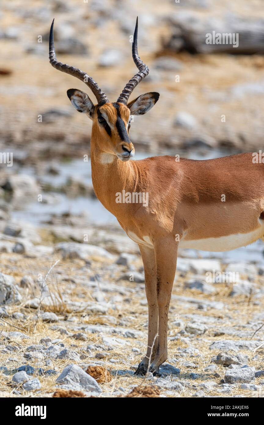 Namibia Goat High Resolution Stock Photography and Images Alamy