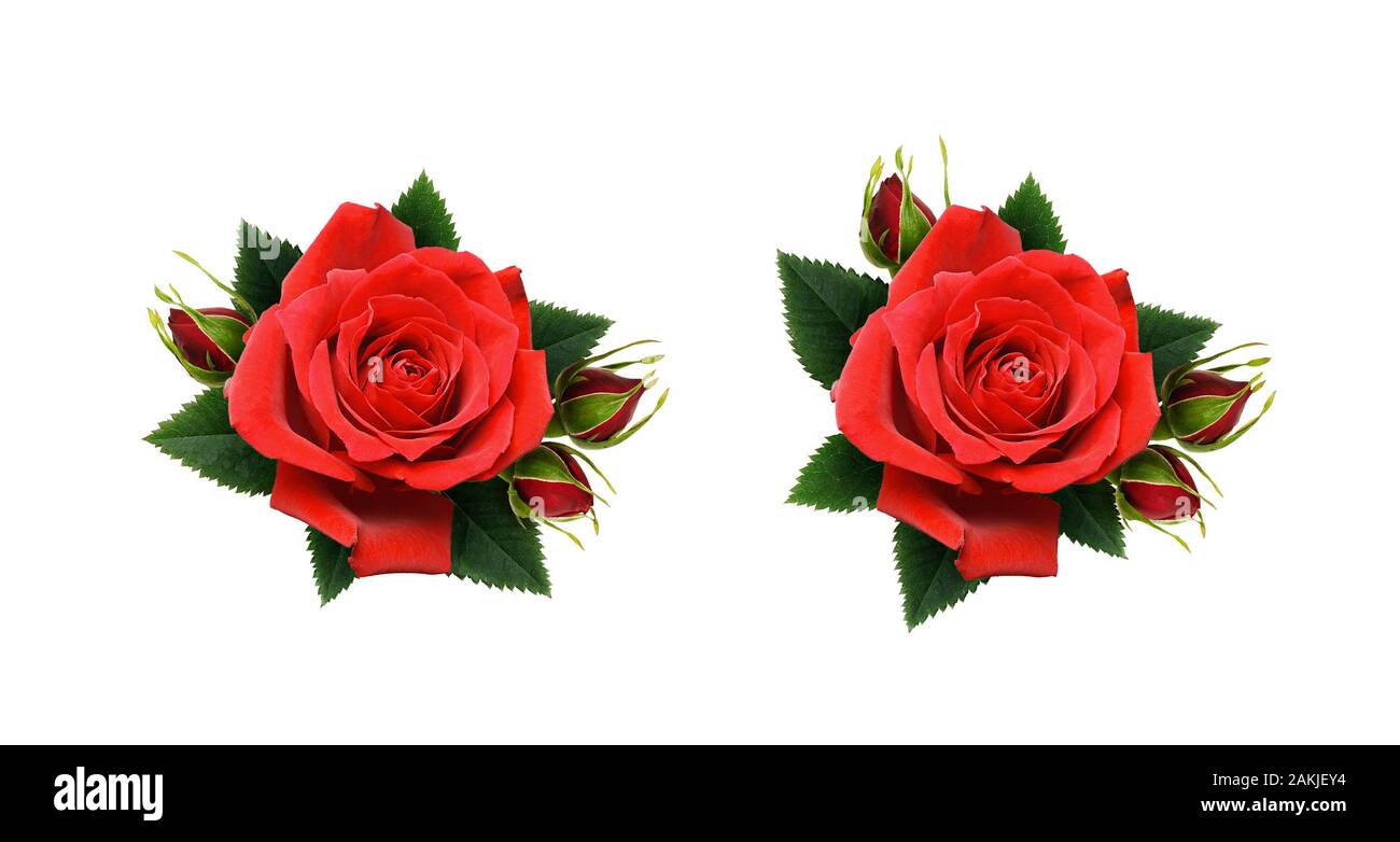 Set of red rose flowers arrangement isolated on white background Stock ...