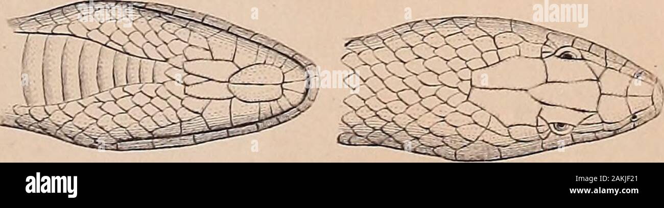 Nova acta physico-medica . M I fc. Amphibien, bearbeitet von A. F. A.  Wiegmann. 247 vierkantig. Die Sclinautzenkante ist stumpf, die Seiten der  Schnautzefallen fast senkrecht ab. Die Stirnkante ist abgerundet, aber