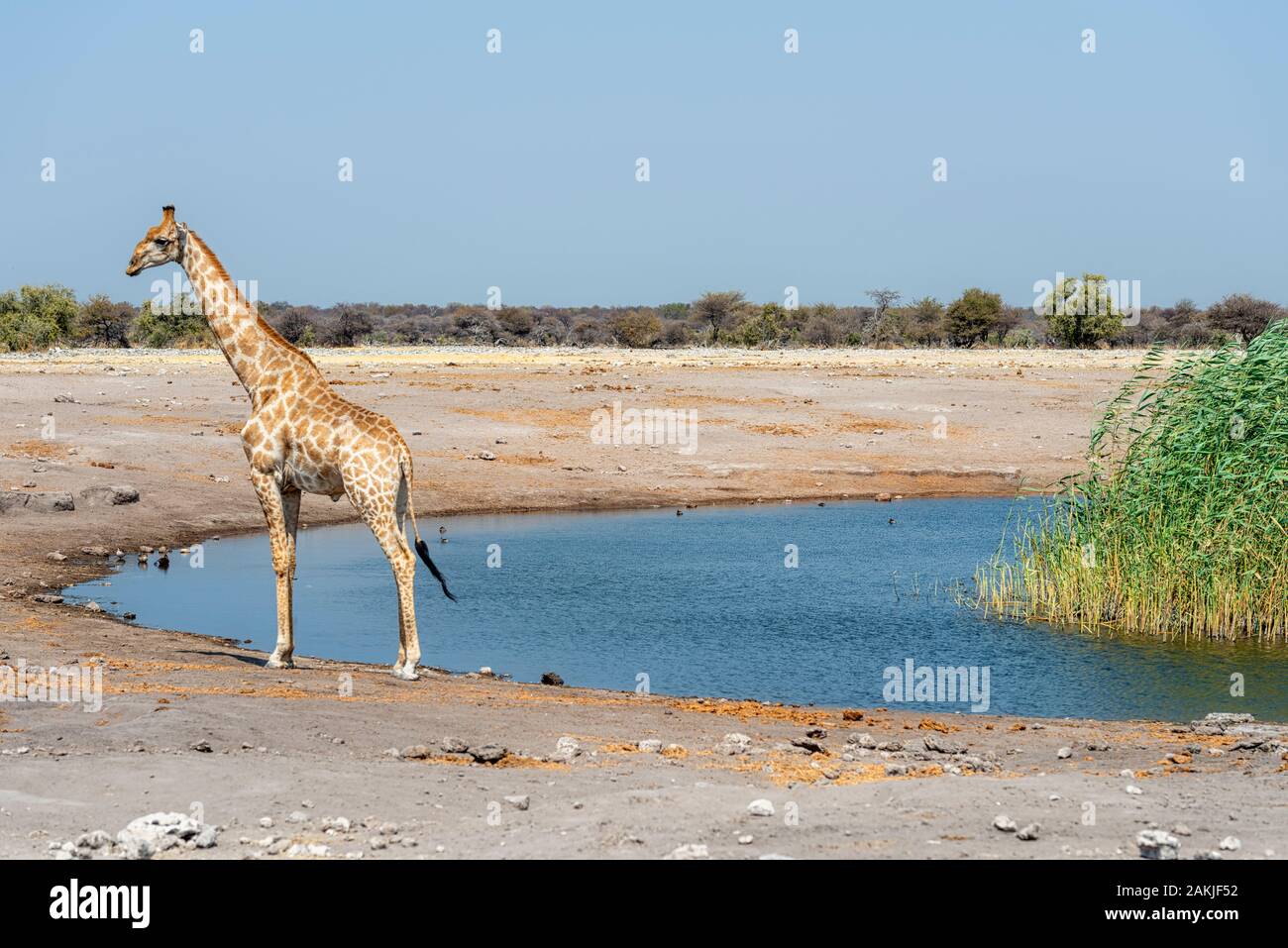Tropical Savanna Ecoregion High Resolution Stock Photography And Images Alamy