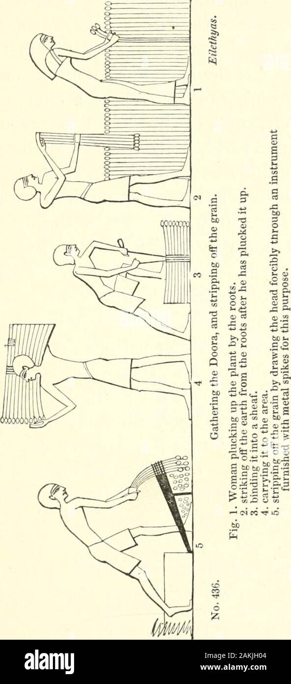 A Second Series Of The Manners And Customs Of The Ancient Egyptians Including Their Religion Agriculture Cderived From A Comparison Of The Paintings Sculptures And Monuments Still Existing With The Accounts Of