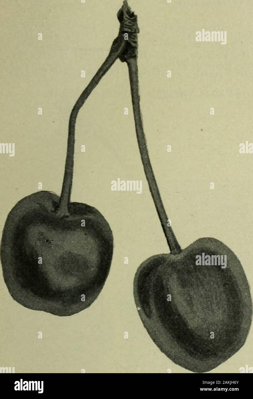 Annual Report Of The Fruit Growers Association Of Ontario 1898 Of Large Size And Great Productiveness Thougha Bigarreau It Has Not The Fault Of Its Class Of Being Especially Subject To
