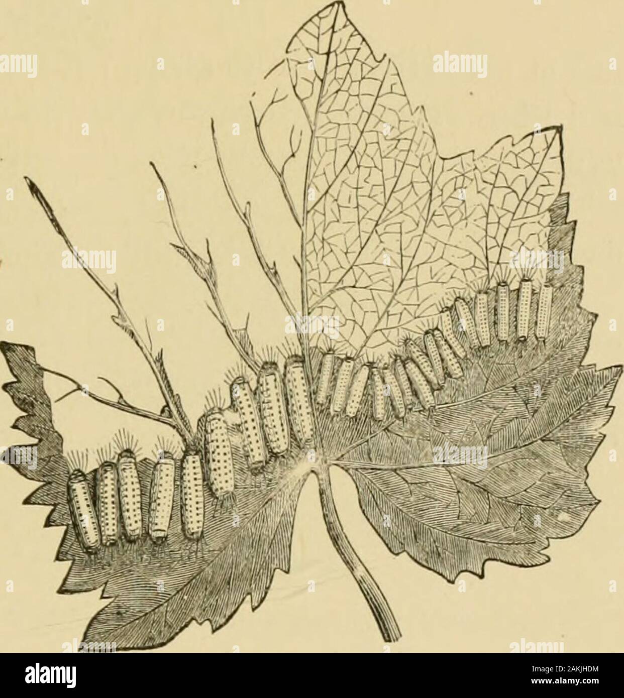 Insects injurious to fruits . ownin Fig. 275. The egg-clusters from which these larvae pro-ceed, consisting of twenty eggs or more. Fig. 275. are fastened by themoth to the underside of the leaves.While young, thelittle caterpillars eatonly the soft tissuesof the leaves, leavingthe fine net-work ofveins untouched, asshown on the rightof the figure, butas they grow olderthey devour all butthe larger veins, asshown on the oppo-site side. They acquire full growth in August, when theymeasure about six-tenths of an inch in length, are of a yellowcolor, slightly hairy (see Fig. 276, a), with a trans Stock Photo