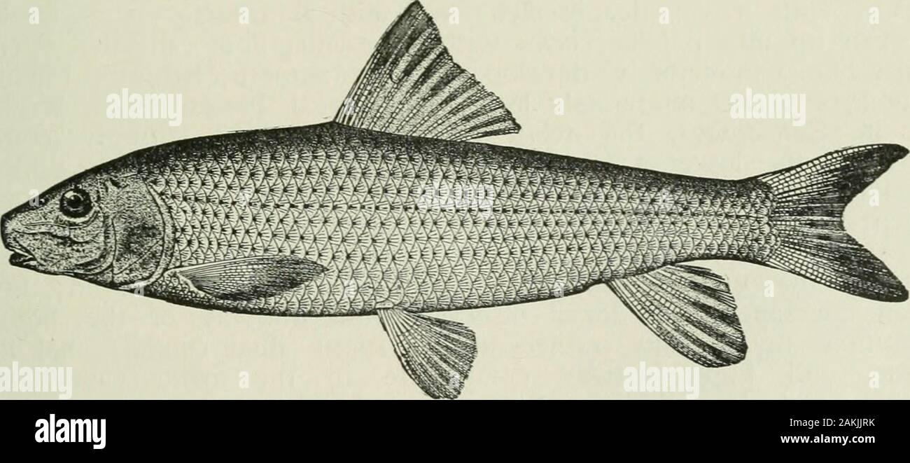 American food and game fishes : a popular account of all the species found in America, north of the equator, with keys for ready identification, life histories and methods of capture . Chub Sucker Only one species is known, E. sucetta, the chub sucker orcreekfish, which reaches a length of about lo inches and iswidely distributed from the Great Lakes and New England southto Texas. Those in the northern part of the range have beenregarded as a subspecies, E. sitcetia oblongus. GENUS MINYTREMA JORDAN This genus may be known by the incomplete lateral lineand the presence of a small blackish spot Stock Photo
