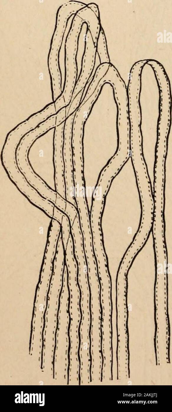 Outlines of comparative physiology touching the structure and development of the races of animals, living and extinct : for the use of schools and colleges . rgans nearly to their peripheral confines, to wherethey are covered with epithelial orepidermic formations. Here it is thatthe bundles of primary fibres separateand form plexuses—terminal plex-uses, as they have been designated ;at last single primary fibres formloops, or rather two primary fibresmeet and form a loop — terminalloops. These loops are smaller orlarger in different tissues. (Figs.12, 13.) Wherever the primaryfibres of nerves Stock Photo