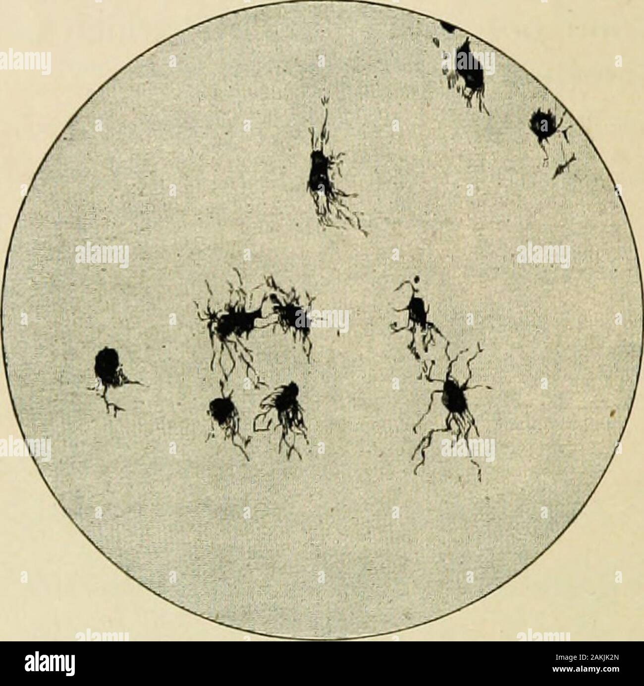 Gelatinous membrane hires stock photography and images Alamy