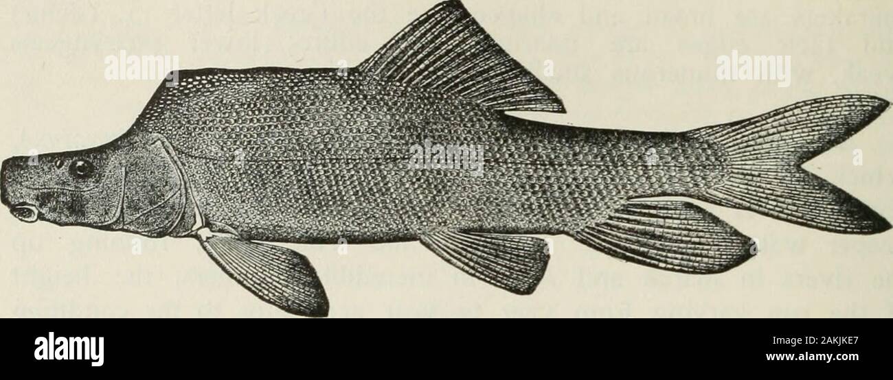 American food and game fishes : a popular account of all the species found in America, north of the equator, with keys for ready identification, life histories and methods of capture . tempt has been made to preserve the meat in cans,but apparently without success. Oil has been extracted from theheads and entrails, said to be worth 60c. to 85c. per gallon. Head 4; depth 4f; snout 2| in head; D. 12; A. 7; scales12-76 to 81-9. Body elongate; head very long and slender, thesnout and cheek especially long; mouth inclined upward at anangle of about 35°; fontanelle large; premaxillary spines forming Stock Photo