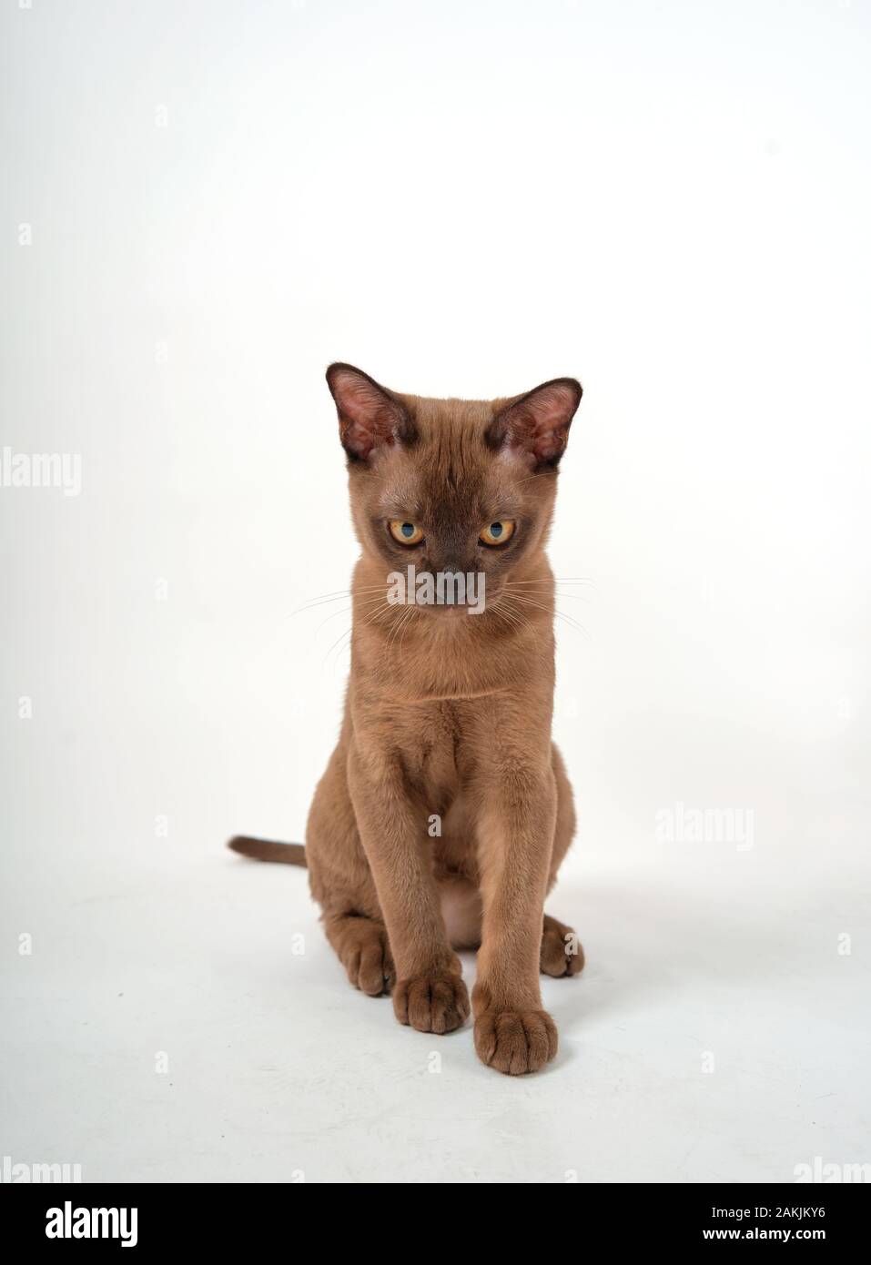 grey kitten on a white background Stock Photo