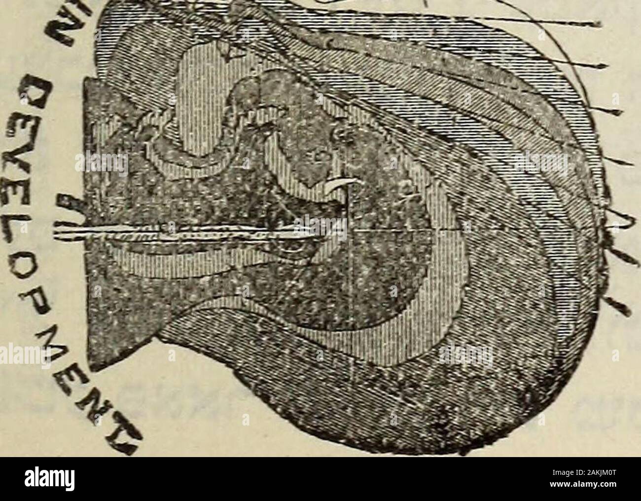 Yiddish Phrenological Mental And Physical Guider D Mmrp Inyur Rh Pkd Yj N A Yjr Pr Nrra Ya9 Rh Ljrnyj Jrmjrorti R I Ijjd Can Irrb Yelo Rh Mh Dihrh Iynyi Gt P Jy Xo Prn Rh Fjyjuibrh