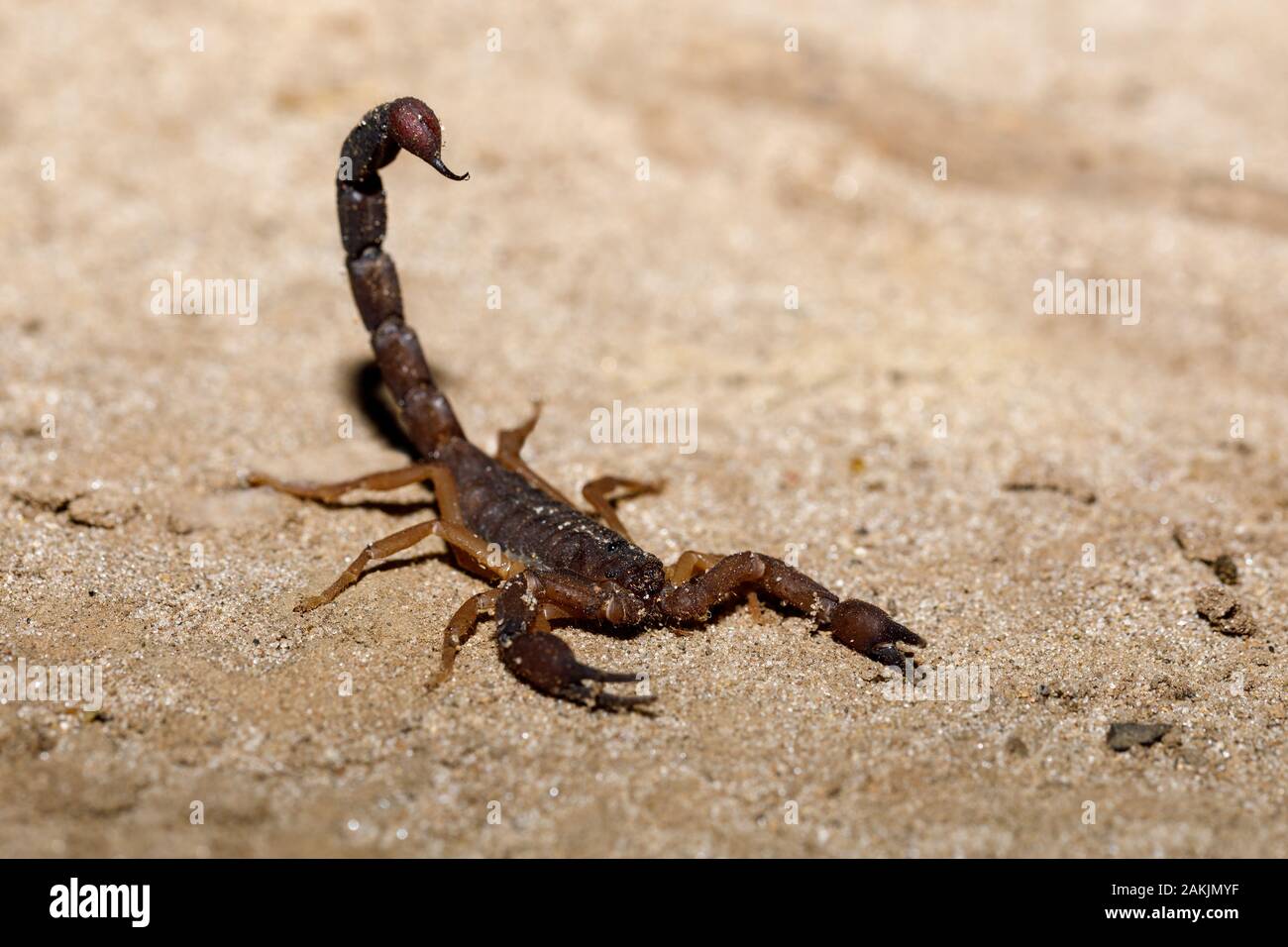 Scorpions prepared to attack with the thorn upright, Masoala National park, Africa, Madagascar wildlife and wilderness Stock Photo