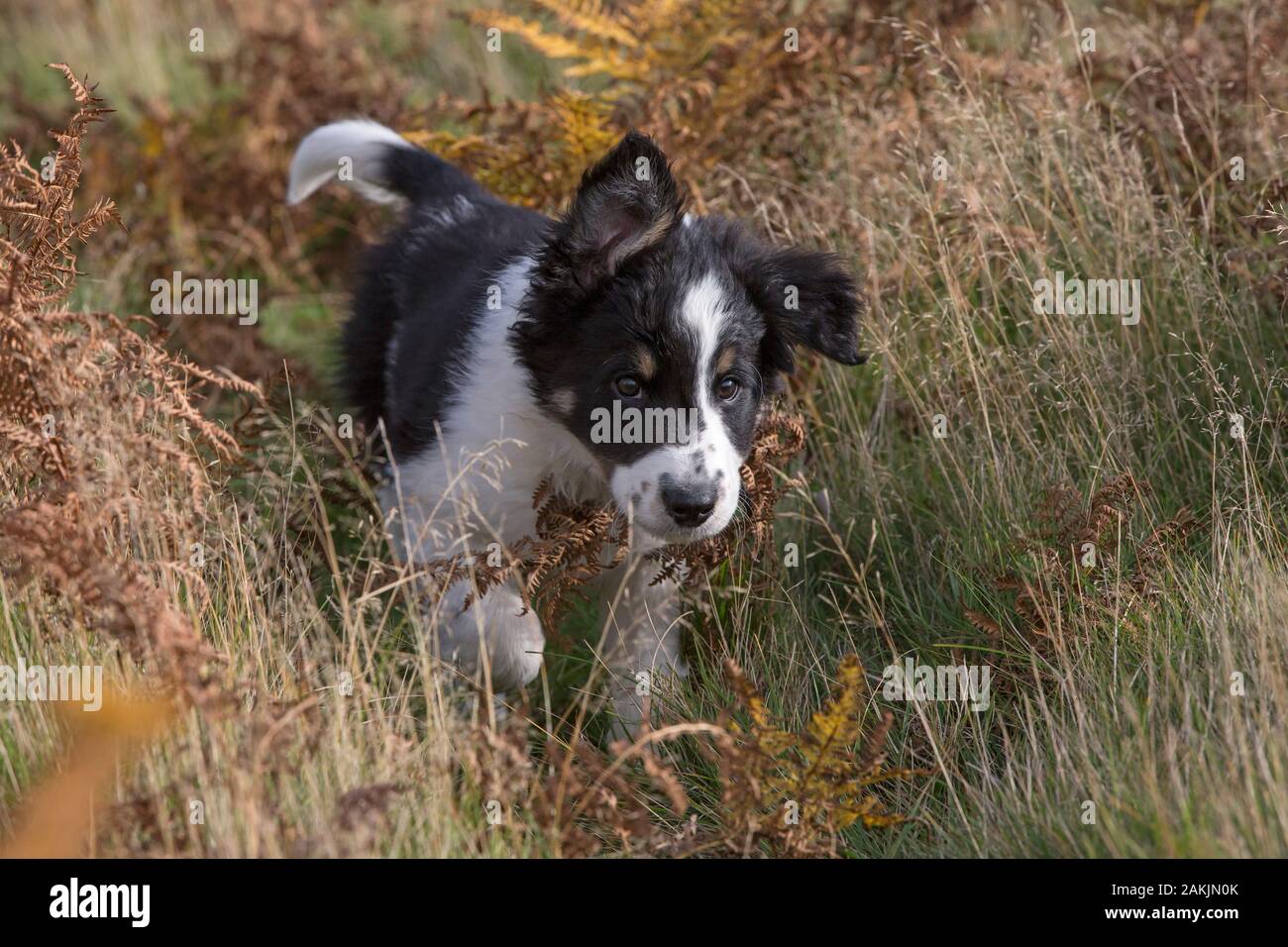 Border Collie Puppy walking Stock Photo Alamy