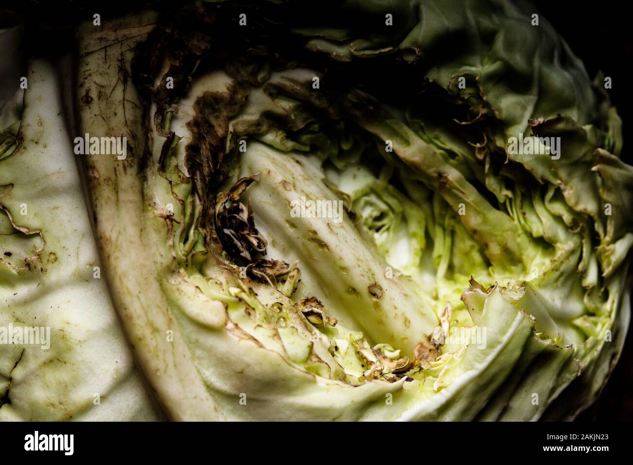 Harvest eaten rats in the cellar. Damage to the crop. Eaten cabbage. Stock Photo