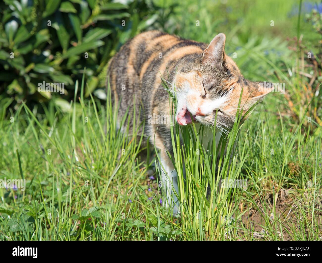 Cat eats cat grass hires stock photography and images Alamy