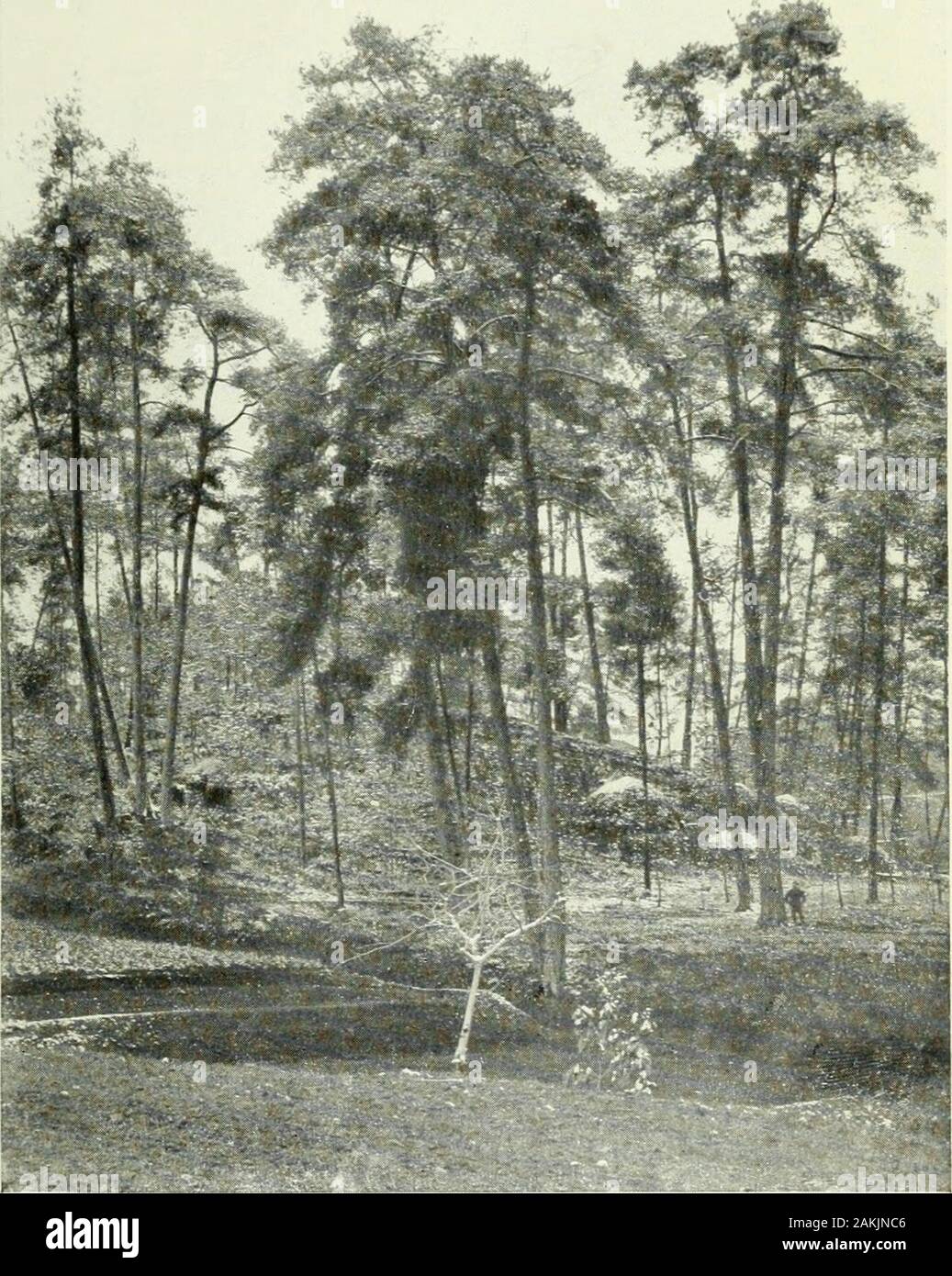A naturalist in Western China : with vasculum, camera, and gun, being some account of eleven year's travel, exploration, and observation in the more remote parts of the flowery kingdom; . ed for buildingpurposes. Cupressus torulosa (Kan-peh sha) occurs in the aridvalleys of the west ; Taxus ctispidata, var. chinensis (Tuen-chu sha), and Kdelceria Davidiana (Yu sha or Oil Fir) arefound scattered all over Western China between 2000 and5000 feet altitude, but are nowhere really abundant. From Ichang westward, up to 3500 feet altitude, the com-monest Conifer next to Pine is the Peh sha or White Fi Stock Photo
