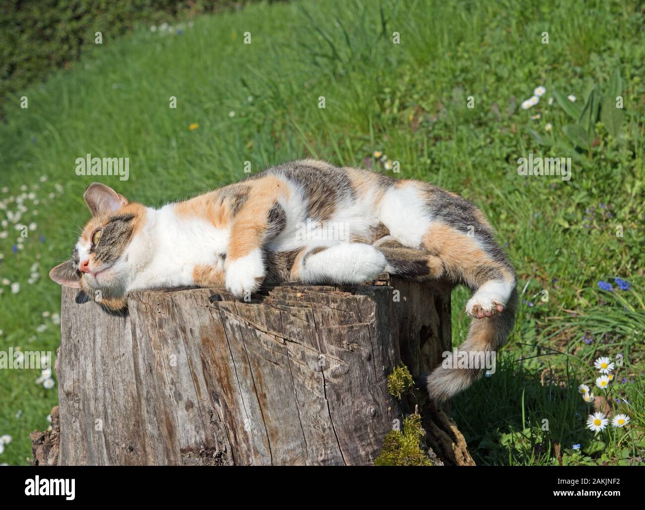Sunbathe animals hires stock photography and images Alamy