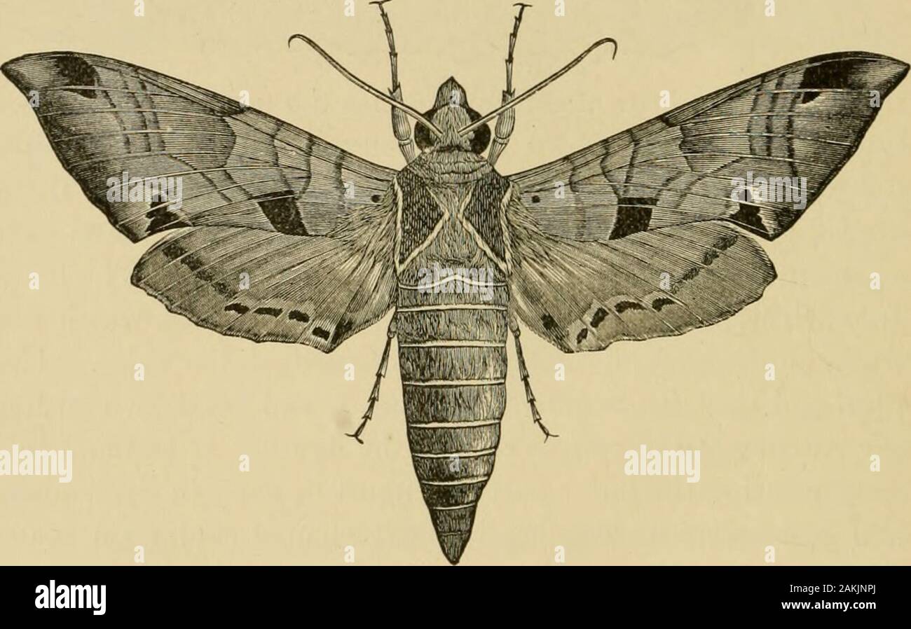 Insects injurious to fruits . The moth is of a brownish-gray cclor ...