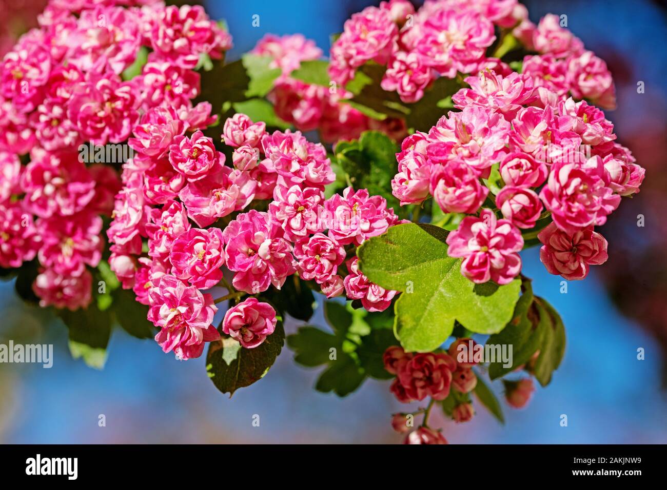 Flowering Crataegus laevigata in spring Stock Photo