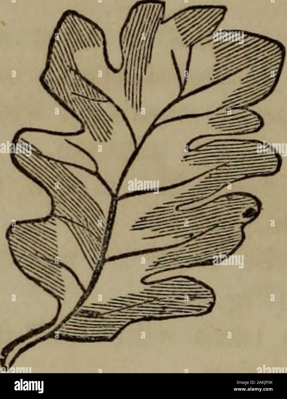 Botany of the Southern states . Sinuatelobed. Pinnatifid leaf
