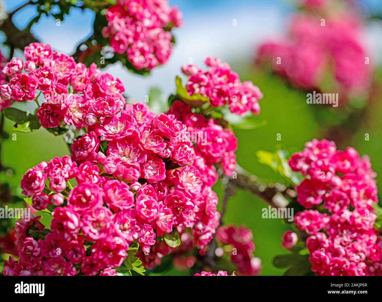 Flowering Crataegus laevigata in spring Stock Photo