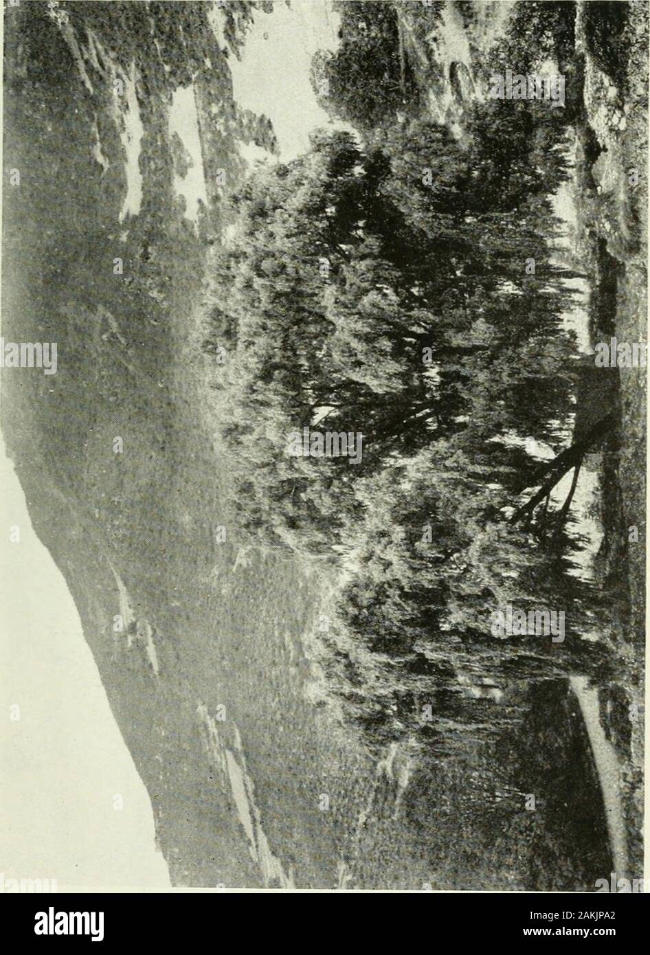 A naturalist in Western China : with vasculum, camera, and gun, being some account of eleven year's travel, exploration, and observation in the more remote parts of the flowery kingdom; . lora of central and WesternChina. Delavays collection alone amounted to about 3000species, and Henrys exceeded this number! Botanistswere simply astounded at the wealth of new species andnew genera disclosed by these collections. An entirely newlight was thrown on many problems, and the headquarters ofseveral genera, such as, for example, Rhododendron, Lilium,Primula, Pyrus, Rubus, Rosa, Vitis, Lonicera, and Stock Photo