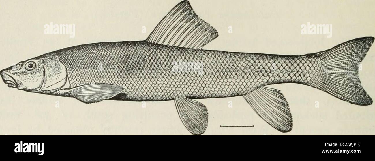 American food and game fishes : a popular account of all the species found in America, north of the equator, with keys for ready identification, life histories and methods of capture . t occurring south of 40° northlatitude, except in West Virginia where recently obtained by Prof.W. P. Hay. In the Great Lakes and northward this species is a foodfish of considerable value. It is usually taken in hoop or trapnets, or gillnets. Its spawning time is in the spring, in most localities asearly as May. Head 4^ to 4|; depth 4^ to 6; eye 6 to 8; D. 10 or 11;A. 7; scales 14 to 17-90 to 117-13. Body elong Stock Photo