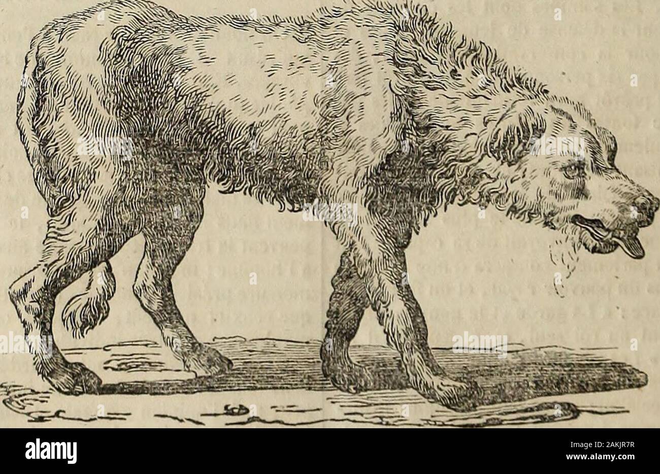 Morsure High Resolution Stock Photography and Images - Alamy