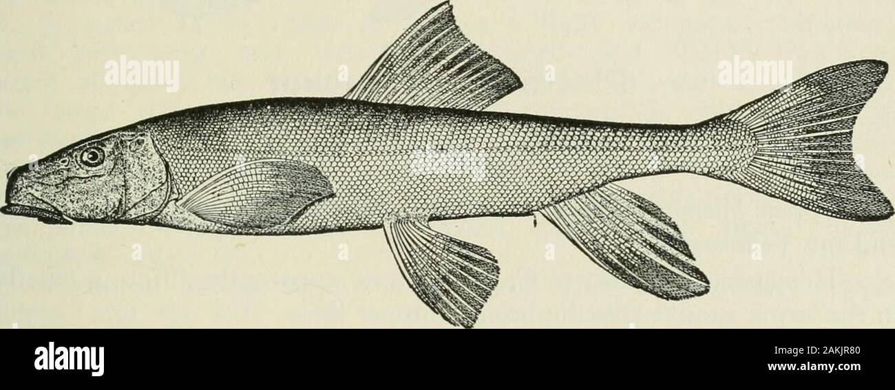 American food and game fishes : a popular account of all the species found in America, north of the equator, with keys for ready identification, life histories and methods of capture . scales in lateral line 60 or more. 46 Flannel-mouth Sucker b. Scales very small, much reduced and crowded anteriorly, the number in lateral line 80 to 115. c. Upper lip broad, with s or 6 rows of papillae. d. Dorsal fin with 11 to 13 rays and very high; Latipinnis, 47dd. Dorsal fin with 10 to 12 rays and only moderately devel-oped ; griseiis, 48 cc. Upper lip comparatively thin and narrow, with 2 to 4 rows of pa Stock Photo
