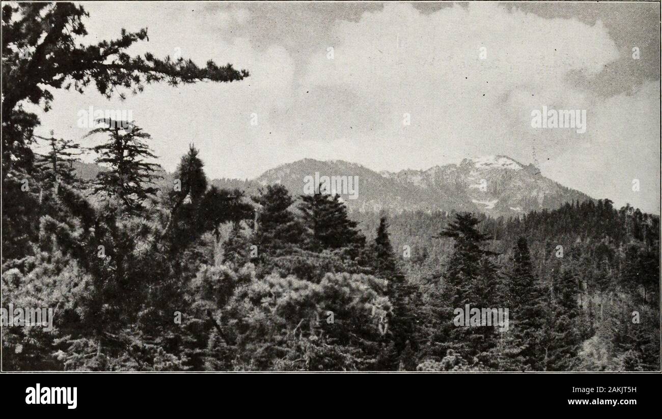 The national parks portfolio . 9&gt;^ .r^:^,^*:*-^^ 1^. Photograph by Lmdlcy Eddy Vistas of the Giant ForestMany of these trees were growing thriftily when Christ was born j|. Photograph by Lindley Eddy Alta Peak from Moro Rock Stock Photo