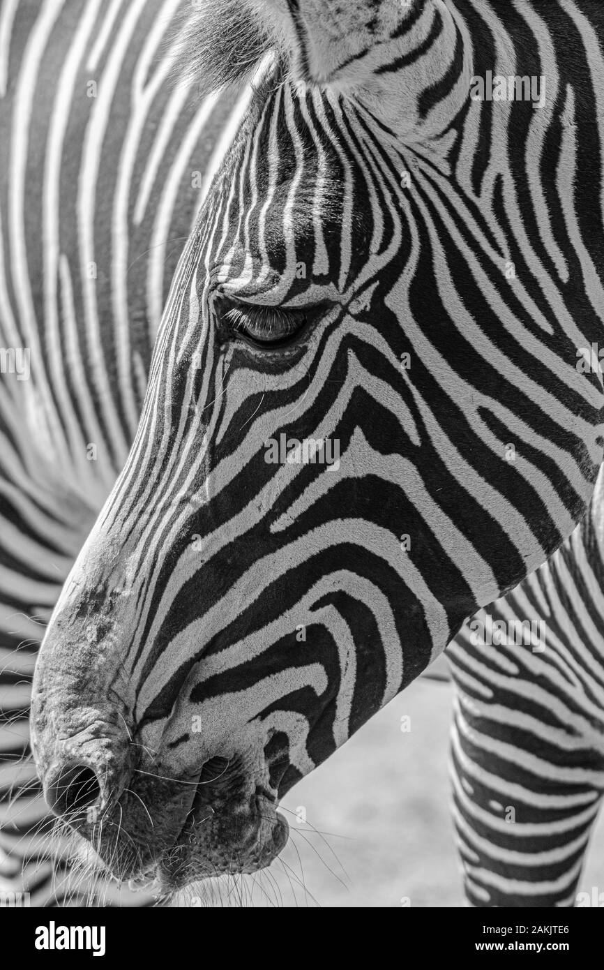 Head shot in monochrome of Grévy zebra (Equus grevyi) or Imperial Zebra  This is the largest and most endangered of the three species of zebras Stock Photo
