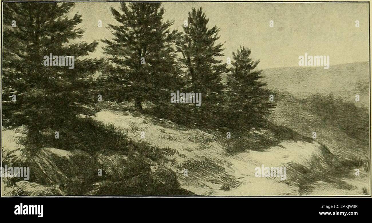 With Pencil And Pen If You Live In Florida Or In California You Haveseen Trees Like These If You Live In Maine Or Inohio They Will Seem Very Strange To Yon