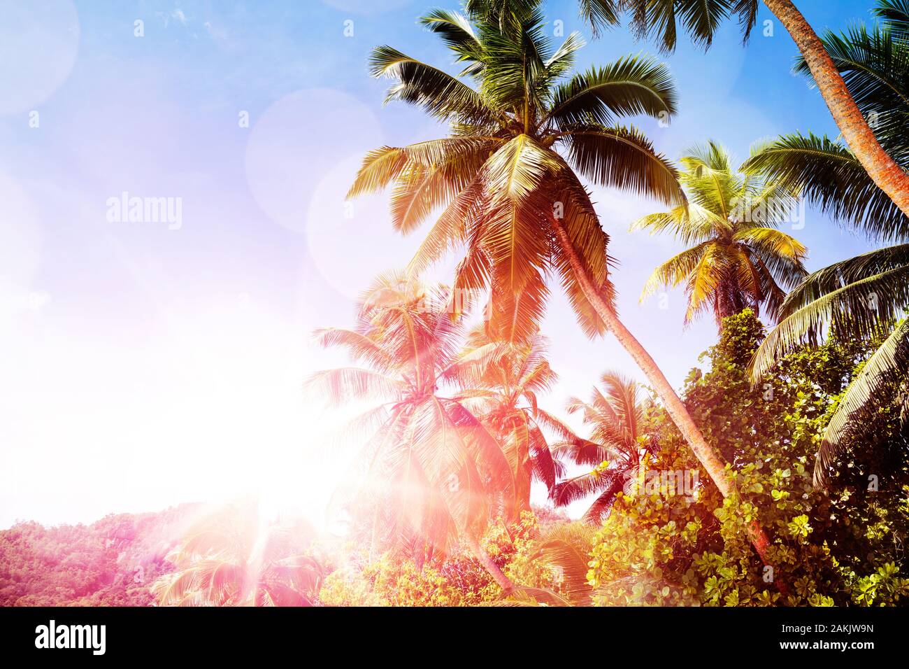Scenic View Of Palm Trees With Lens Flare Against Clear Blue Sky Stock Photo