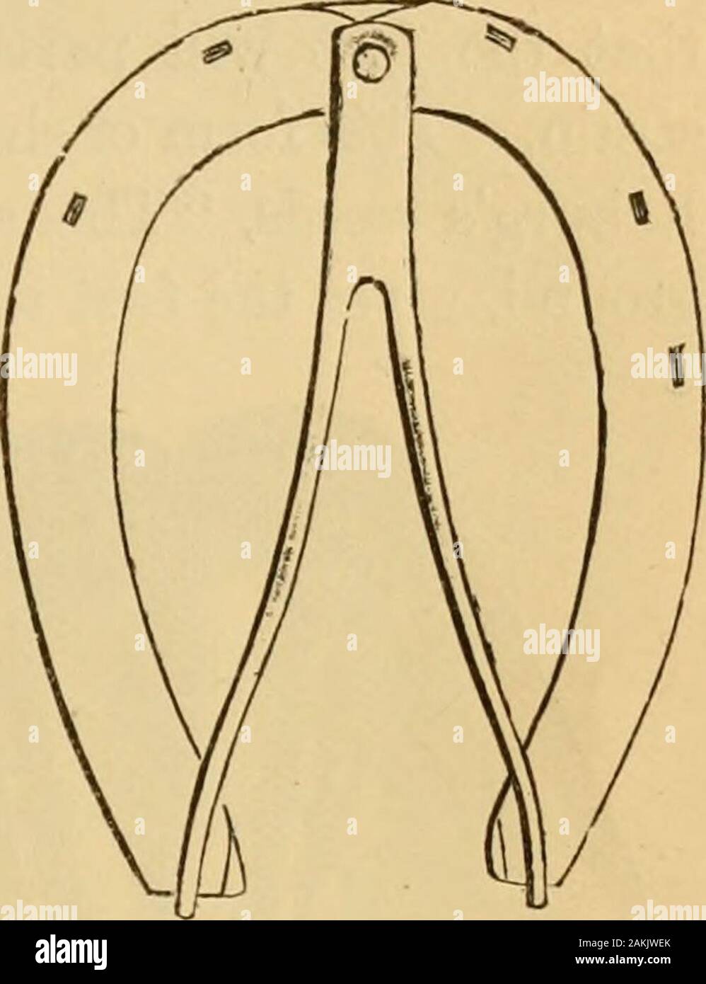 The art of taming and educating the horse : with details of management in the subjection of over forty representative vicious horses, and the story of the author's personal experience : together with chapters on feeding, stabling, shoeing, and the practical treatment for sickness, lameness, etc: with a large number of recipes . Fig. 519.—Concave bearing surface of shoeat turn of foot. * My attention has been particularly attracted to this gentlemans method oftreatment by two incidents : First, in a conversation, some years ago, with Mr.Bonner, who is himself undoubtedly one of the closest and Stock Photo