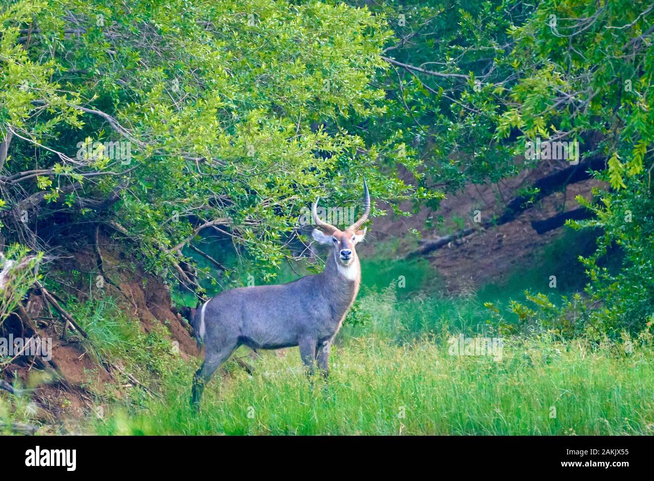 Wildlife visual data 8