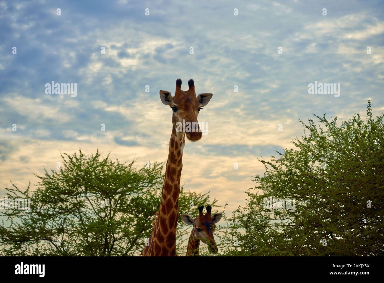 Wildlife visual data 6