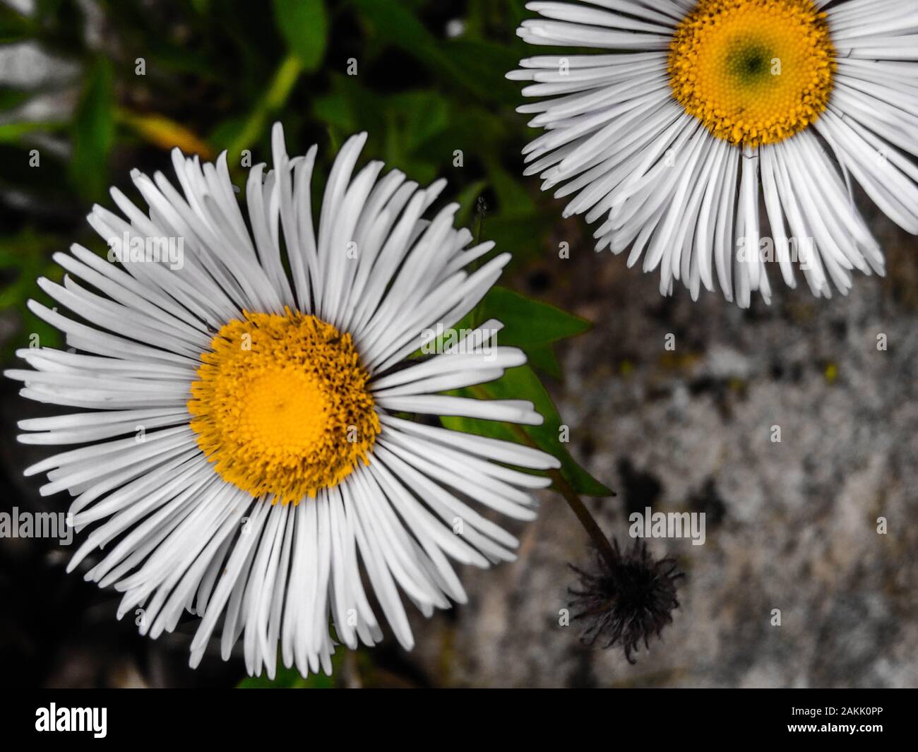White Asters Stock Photo
