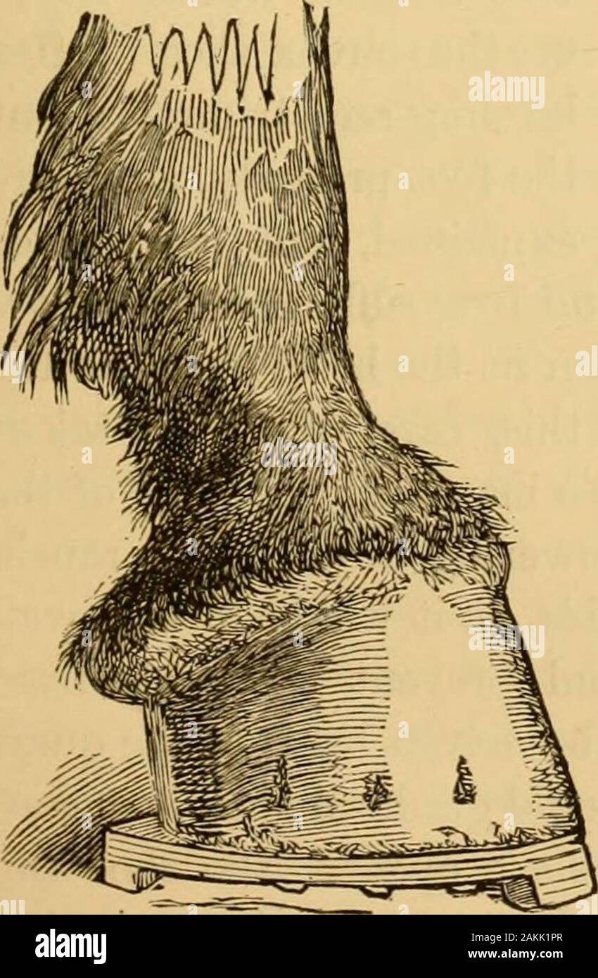 Morning Sickness Remedies Survival The Updated Guide