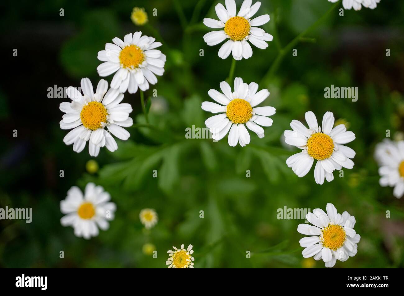 Small wild chamomile grows on a green meadow in the spring. Close-up, selective focus. Stock Photo