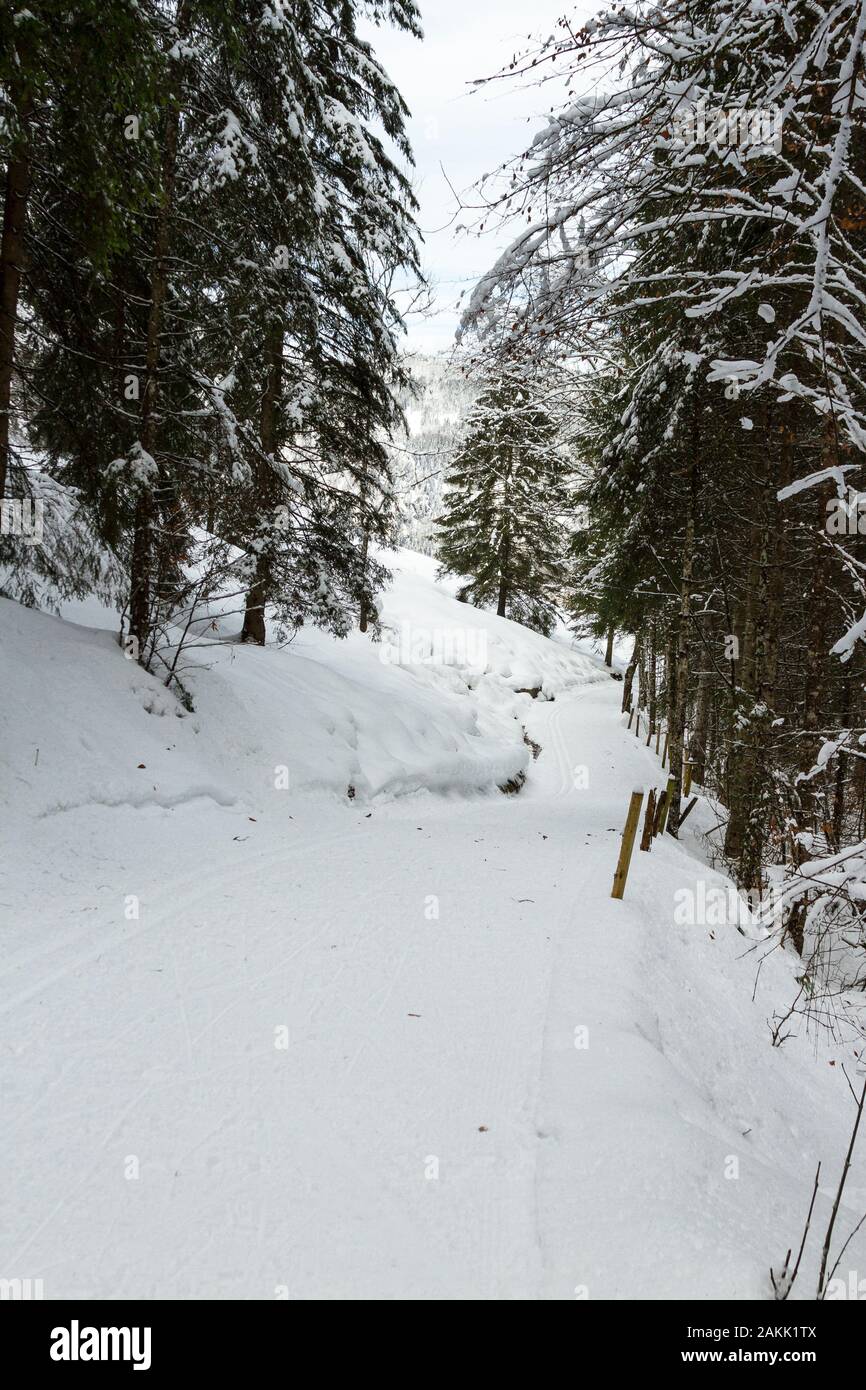 snow-covered cross-country ski run trail and winter path in the forest Stock Photo