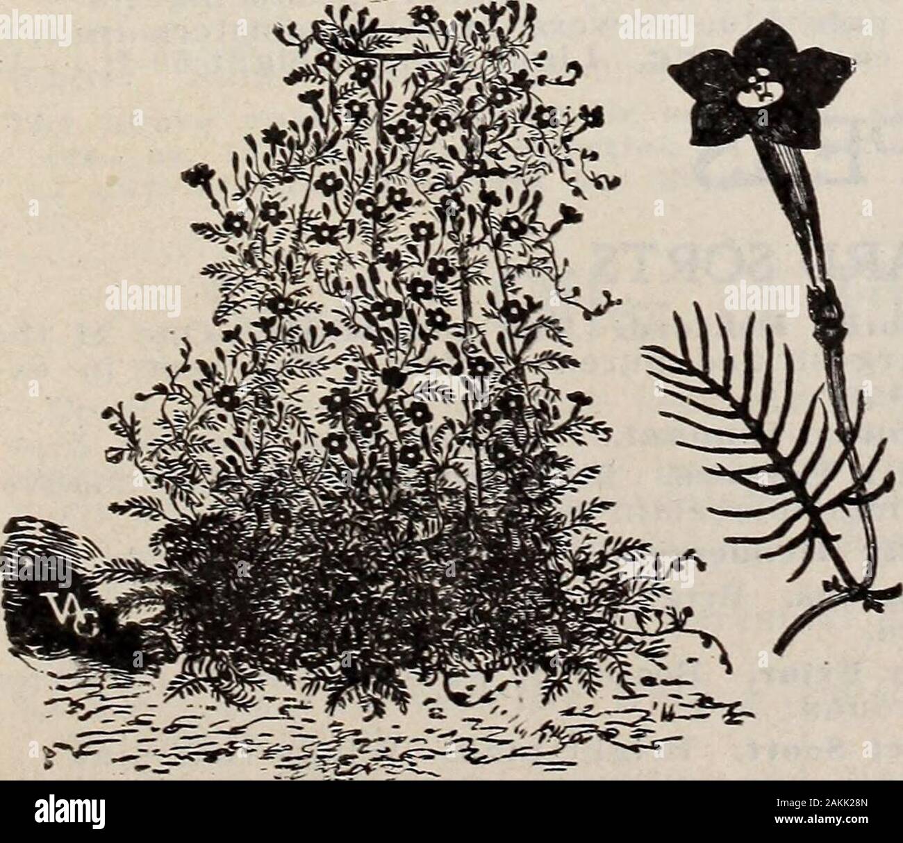 General List Of High Grade Seeds Rown Height 40 Ft Australian Pea Viae See Dolichoslignosus Balloon Vine Hha Bears A Pretty In Flated Capsule White And Green Height 8 Ft Bignonia Trumpet Vine P General List Of High Grade Seeds Rown Height 40 Ft Australian Pea Viae See Dolichoslignosus Balloon Vine Hha Bears A Pretty In Flated Capsule White And Green Height 8 Ft Bignonia Trumpet Vine P