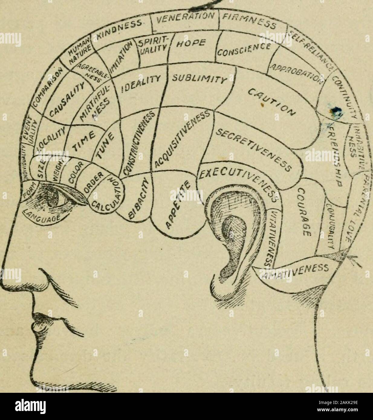 Character building and reading; a correlation of the facts of psychology and physiology in their relation to soul discipline and physiognomy . ive energy,generalship and the instinct of self preserva-tion. Without these, the race would soon giveup its struggle for existence. Brain Centers In estimating the size of individual braincenters or organs, the distance from the me-dulla oblongata to the surface is considered,as this indicates the length of brain fiber andthe depths of convolution. The center of aline drawn from the opening of one ear to thatof the other indicates the seat of the medul Stock Photo