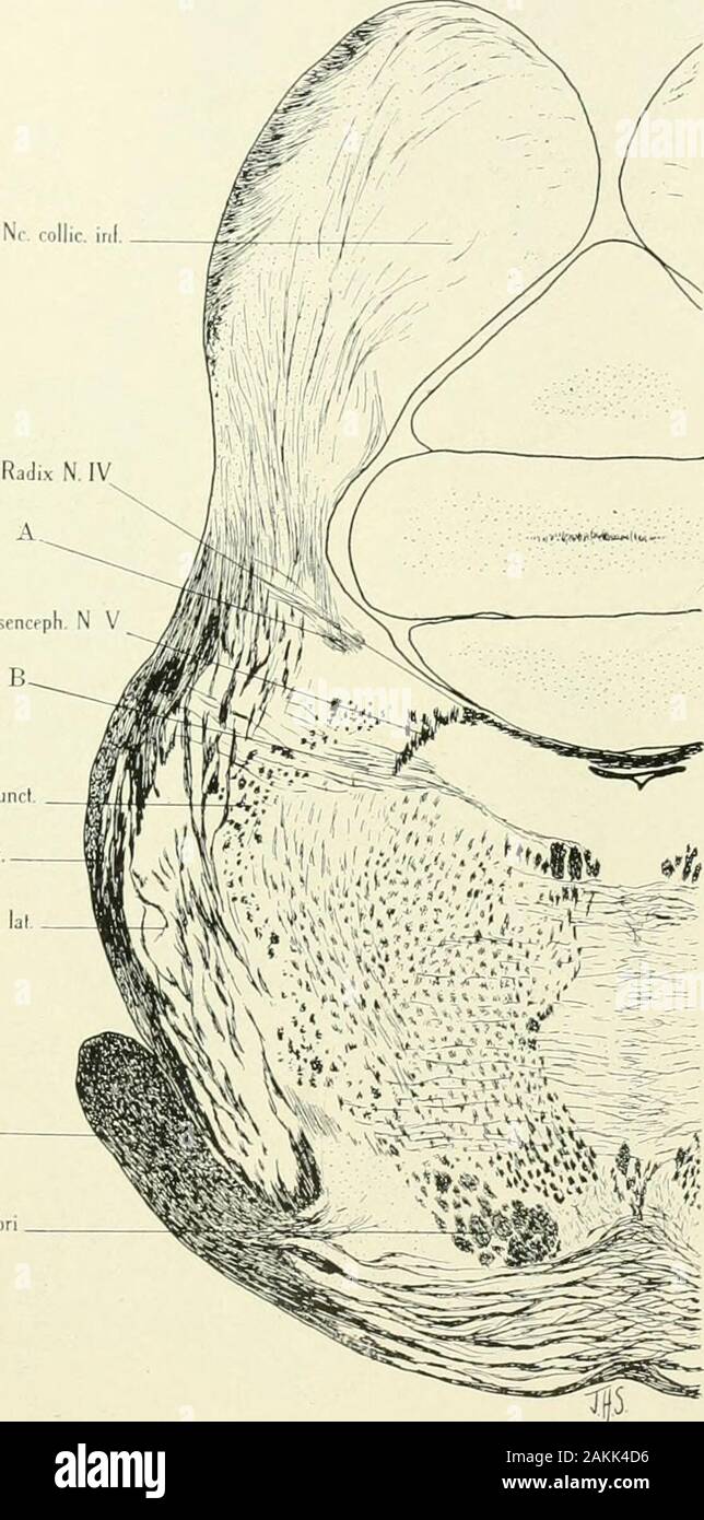 The American Journal Of Anatomy Corp Trapezoid Noriiss Corp Trap Tr Pyramid Fig 7 Transverse Section At The Level Of The N Facialis Series A Slide 88 Row 2 Section 2 Enlarged alamy