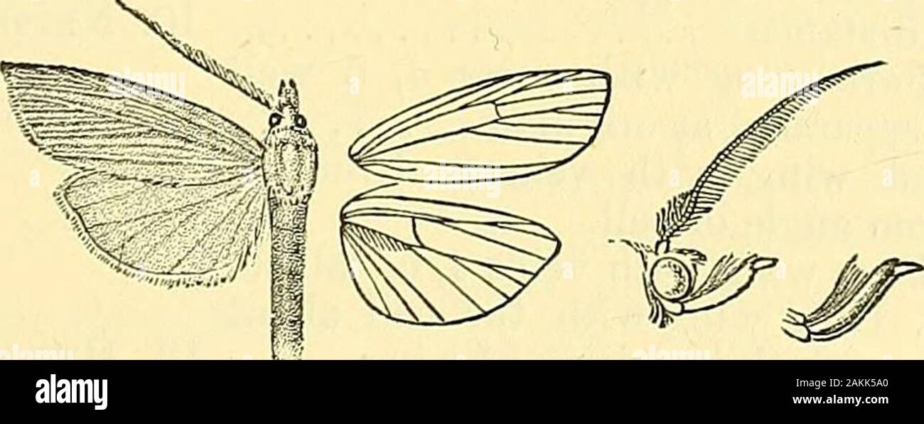 Moths . lgiris ; Pulo Laut. Exp. 22-36millim. *4313. Polyocha detritella, Bag. Nouv. Gen. p. 39; id. Mon. Phyc.pi. xxxvi, fig. 14 j C.$ & no. 4617.^ c?. Yellowish white. Pore wing with a subcostal brownishstreak. Hind wing white. Hab. Dharmsala. Exp. 23 millim. *4314. Polyocha carnatella, Rag. Nouv. Gen. p. 39; id. Mon. Phyc.pi. xxxv, fig. 25 ; C.8f S. no. 4616. 2 . Yellowish pink. Pore wing with the costa narrowly edgedwith white. Hind wing yellowish white, with pinkish marginal line.Hab. Lahore. Exp. 24 millim. Sect. II. Antennae of male with uniseriate branches ; fore wingwith vein 4 stalke Stock Photo