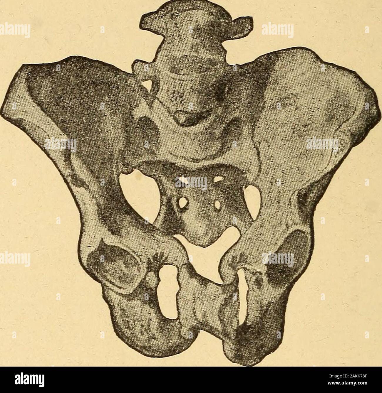 Female pelvis hi-res stock photography and images - Alamy