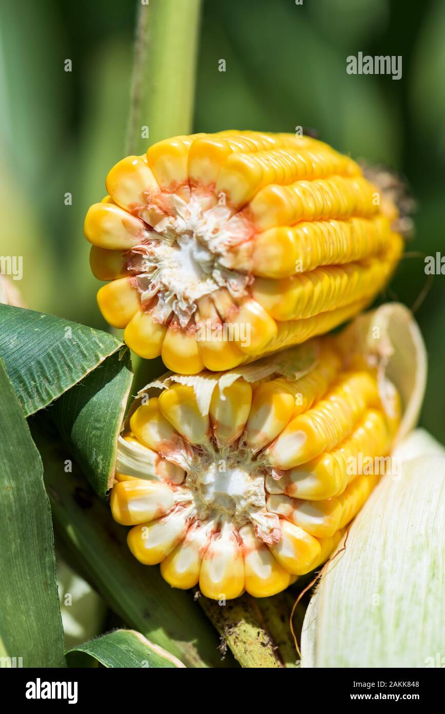 Corn Cross Section High Resolution Stock Photography and Images - Alamy