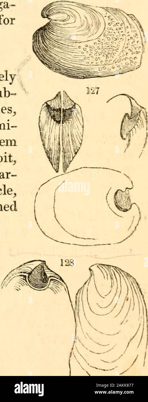 A treatise on malacology; or, Shells and shell fish . r less hammer-shaped ; the hinge margin being straight, and oftengreater prolonged; the valves gaping to near theumbones. Malleus Lam. Hinge margin excessively long, andforming two auricles; umbones minute, depressed,with a small disk for the liga-ment, and an external groove forthe cartilage. M. vulgaris. Sow, Man. 167. Reniella Sw. Shell transversely ^and irregularly orbicular; sub- ^ventricose near the umbones,which are very small, termi-nal, and remote; between themis a deep triangular concave pit,lined by the ligament; the mar-gin of t Stock Photo