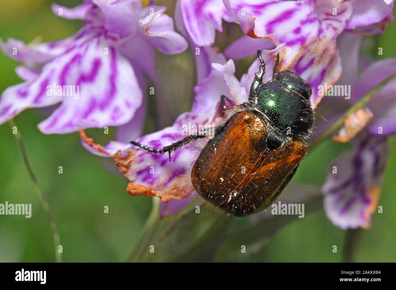 Beetle orchid hires stock photography and images Alamy