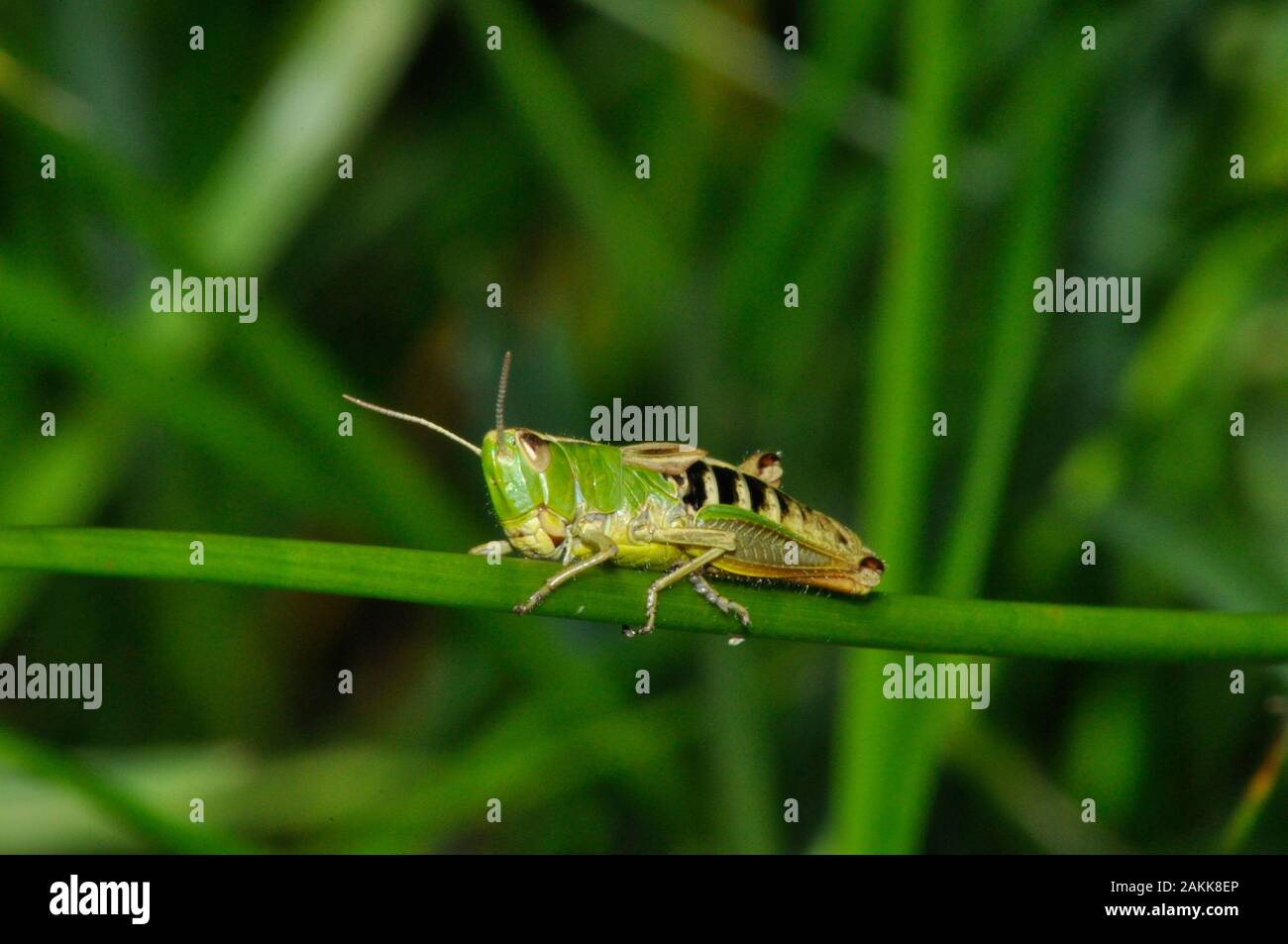 Meadow Grasshopper 'Chorthippus parallelus',flightless, short forewings,insect,Cley hill, Wiltshire.UK Stock Photo